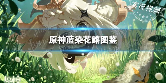 原神藍(lán)龍魚