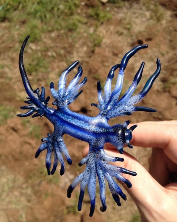 原神藍(lán)龍魚