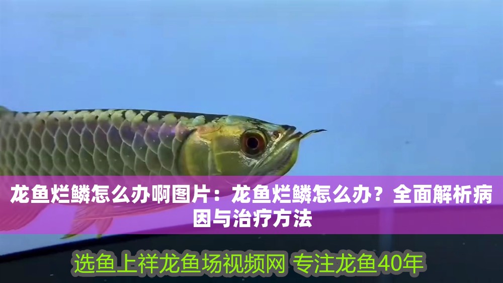 龍魚爛鱗怎么辦啊圖片：龍魚爛鱗怎么辦？全面解析病因與治療方法