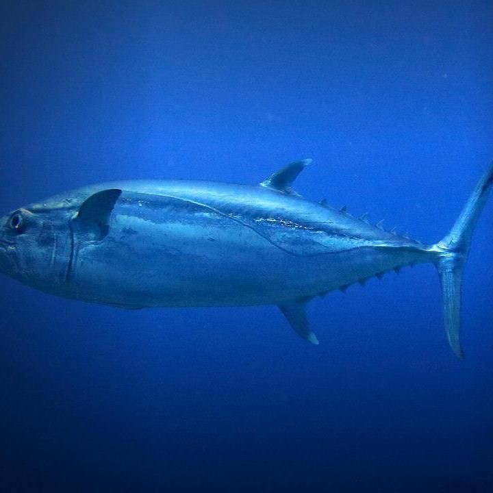 金槍魚圖片