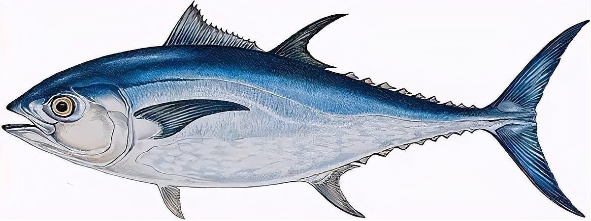 金槍魚圖片