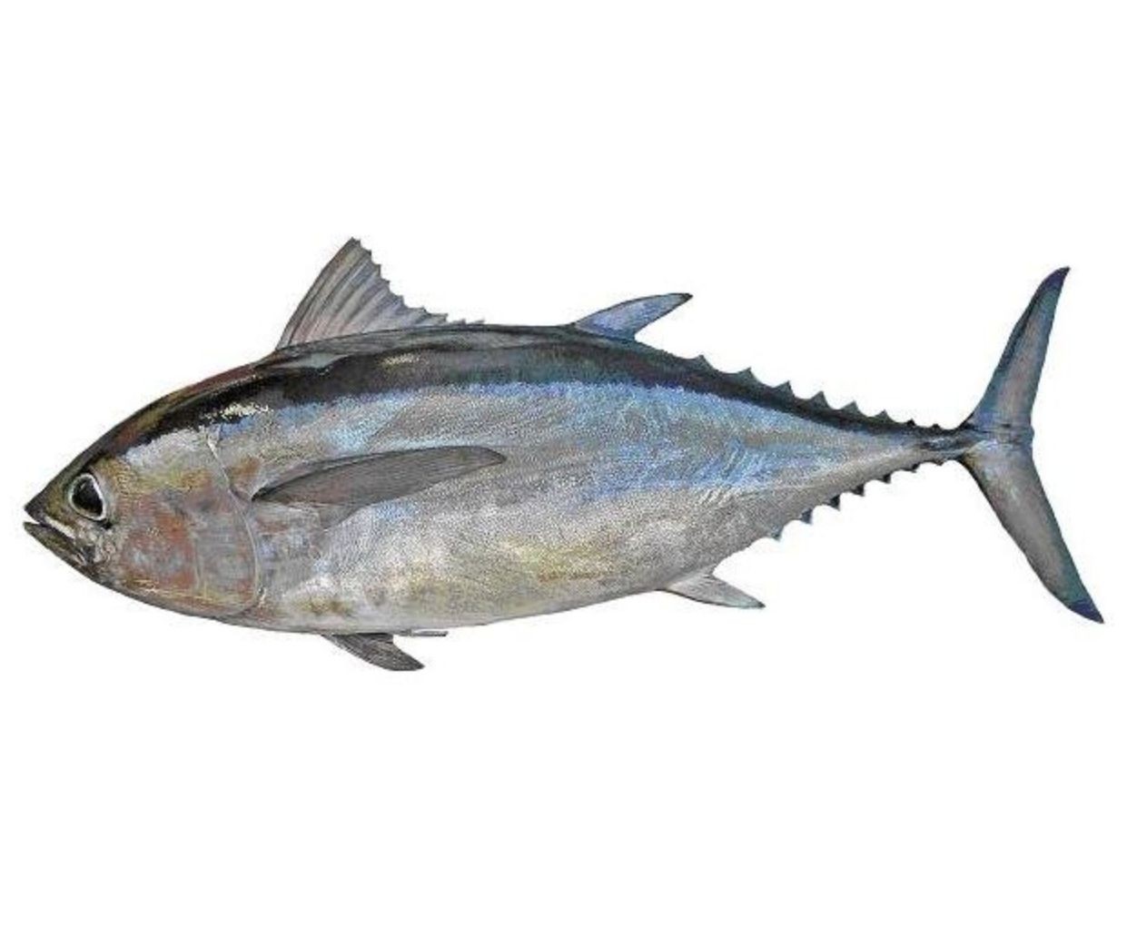 金槍魚圖片