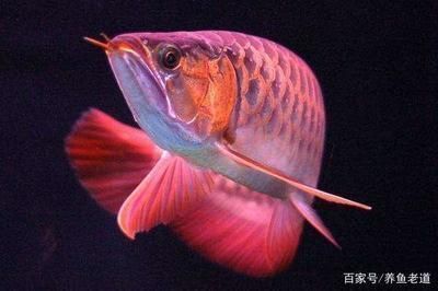 龍魚多大容易掉眼皮了：如何調整魚缸環境預防掉眼皮