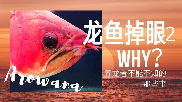 龍魚多大容易掉眼皮了：如何調整魚缸環境預防掉眼皮