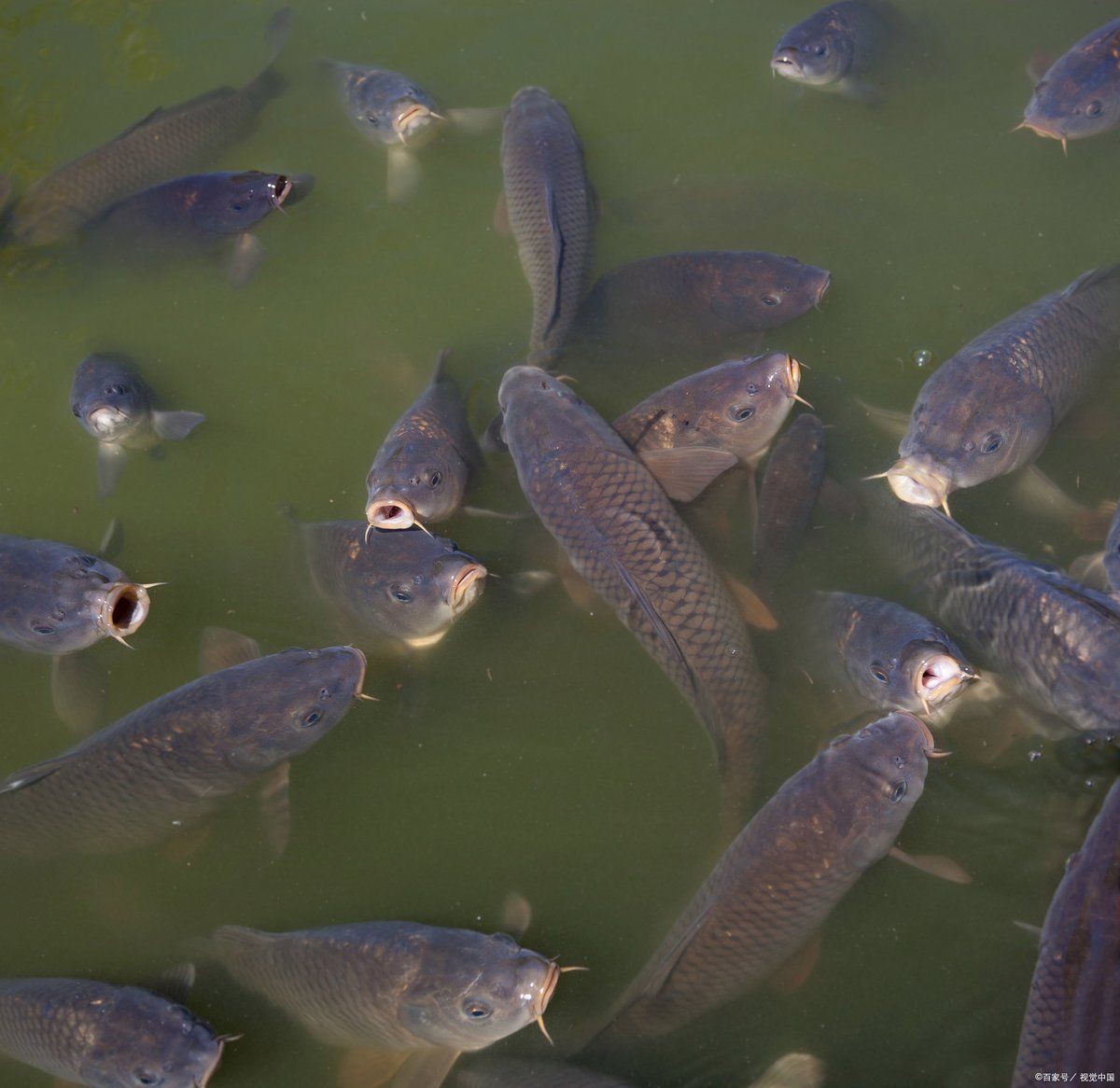 龍魚魚鰓出現一個洞