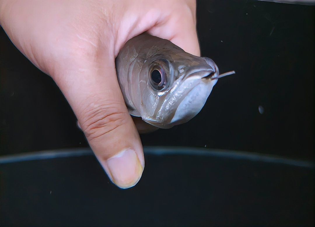 龍魚魚鰓出現一個洞