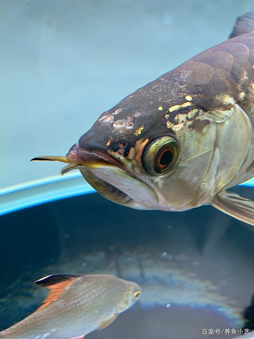 龍魚魚鰓出現一個洞