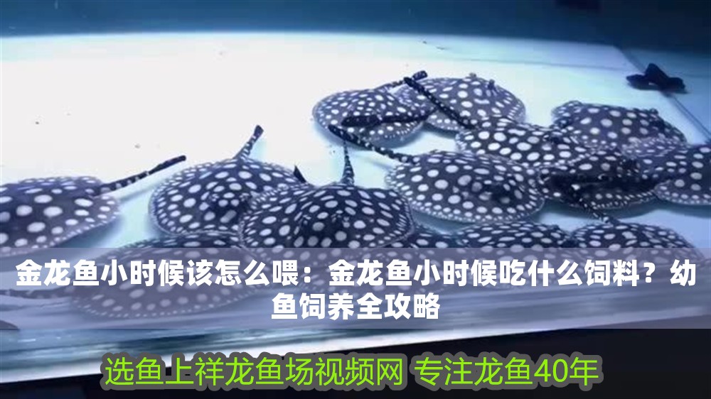 金龍魚小時候該怎么喂：金龍魚小時候吃什么飼料？幼魚飼養全攻略