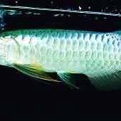 藍底過背金龍魚多久發色？