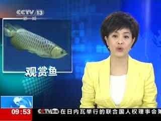 龍魚頭上發白是怎么回事：龍魚頭上發白是什么病癥引起的