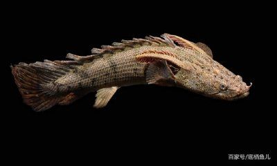 恐龍王魚與虎紋恐龍魚（恐龍王魚與虎紋恐龍魚有什么區別）