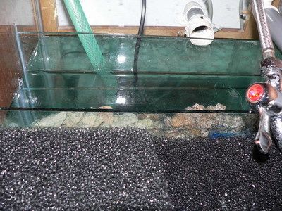 龍魚飼養綠水處理設備：龍魚飼養中的綠水問題