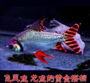 飛鳳魚會吸龍魚嗎怎么養：飛鳳魚不適合與龍魚混養，可能會導致龍魚死亡的情況出現 飛鳳魚會吸龍魚嗎怎么養：飛鳳魚不適合與龍魚混養，可能會導致龍魚死亡的情況出現 龍魚百科 第1張