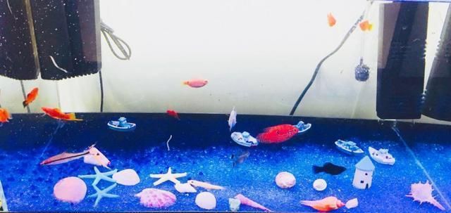 龍魚拉白色的屎：龍魚拉白色糞便可能導(dǎo)致龍魚拉白色糞便可能是由多種原因引起的