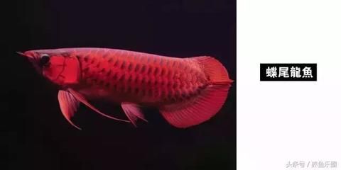 龍魚為什么要做手術(shù)：龍魚為何需要進(jìn)行手術(shù)治療？