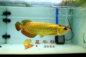 金金龍魚藍底過背：藍底過背金龍魚值得購買嗎？