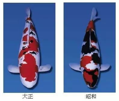 錦鯉昭和與大正的區別