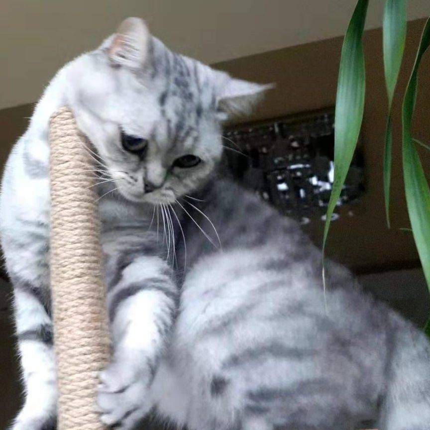 錦鯉昭和與大正的區別