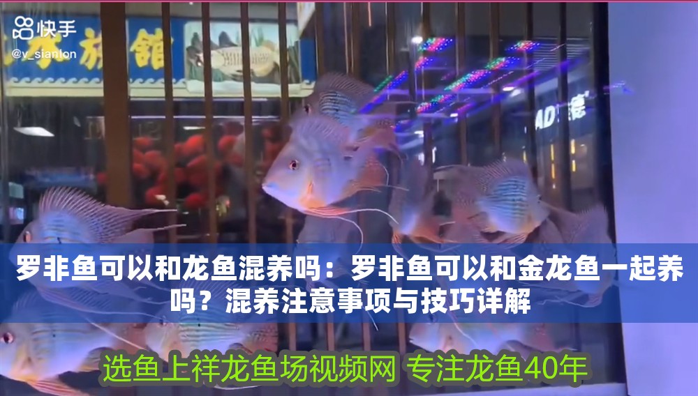 羅非魚可以和龍魚混養(yǎng)嗎：羅非魚可以和金龍魚一起養(yǎng)嗎？混養(yǎng)注意事項與技巧詳解