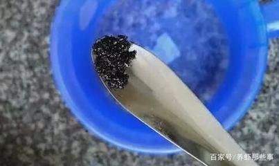 羅非魚可以和龍魚混養(yǎng)嗎：羅非魚可以和金龍魚一起養(yǎng)嗎？混養(yǎng)注意事項與技巧詳解