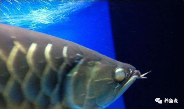 如何區分龍魚的外蒙和內蒙？