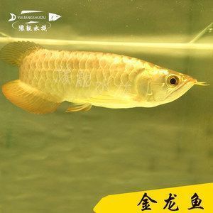 金龍魚高背好還是過背好怎么區別（過背金龍魚與高背金龍魚品種鑒賞入門指南入門指南）