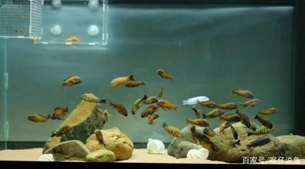 蝴蝶鯉和龍魚一起養（蝴蝶鯉和龍魚可以一起養嗎）