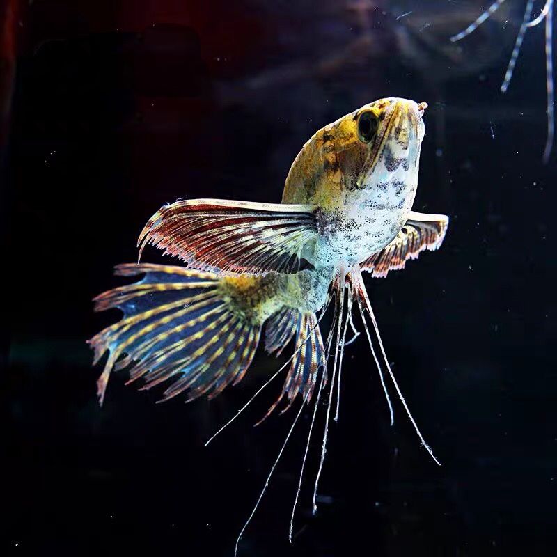 蝴蝶鯉和龍魚一起養（蝴蝶鯉和龍魚可以一起養嗎）