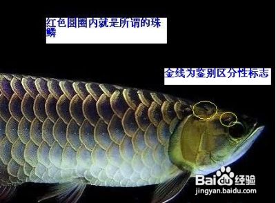 金龍魚等級區分圖解？，金龍魚等級區分圖解