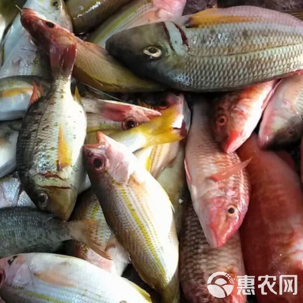 金鼓魚一斤價格多少