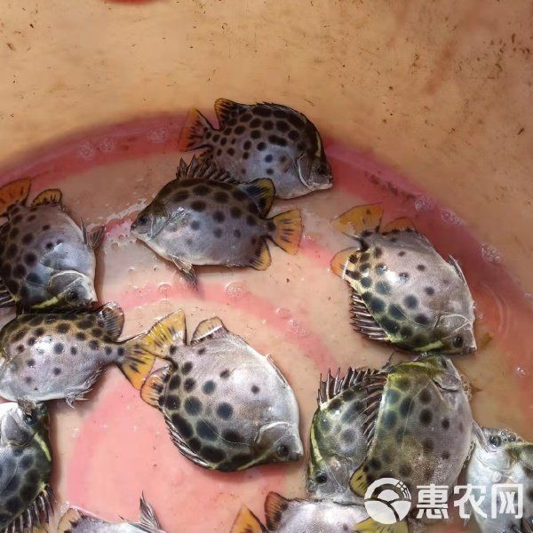 金鼓魚一斤價格多少