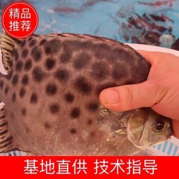 金鼓魚一斤價格多少