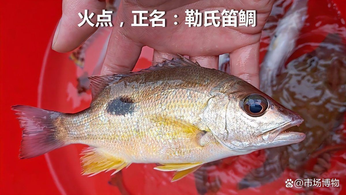 金鼓魚一斤價格多少