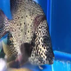 金鼓魚一斤價格多少