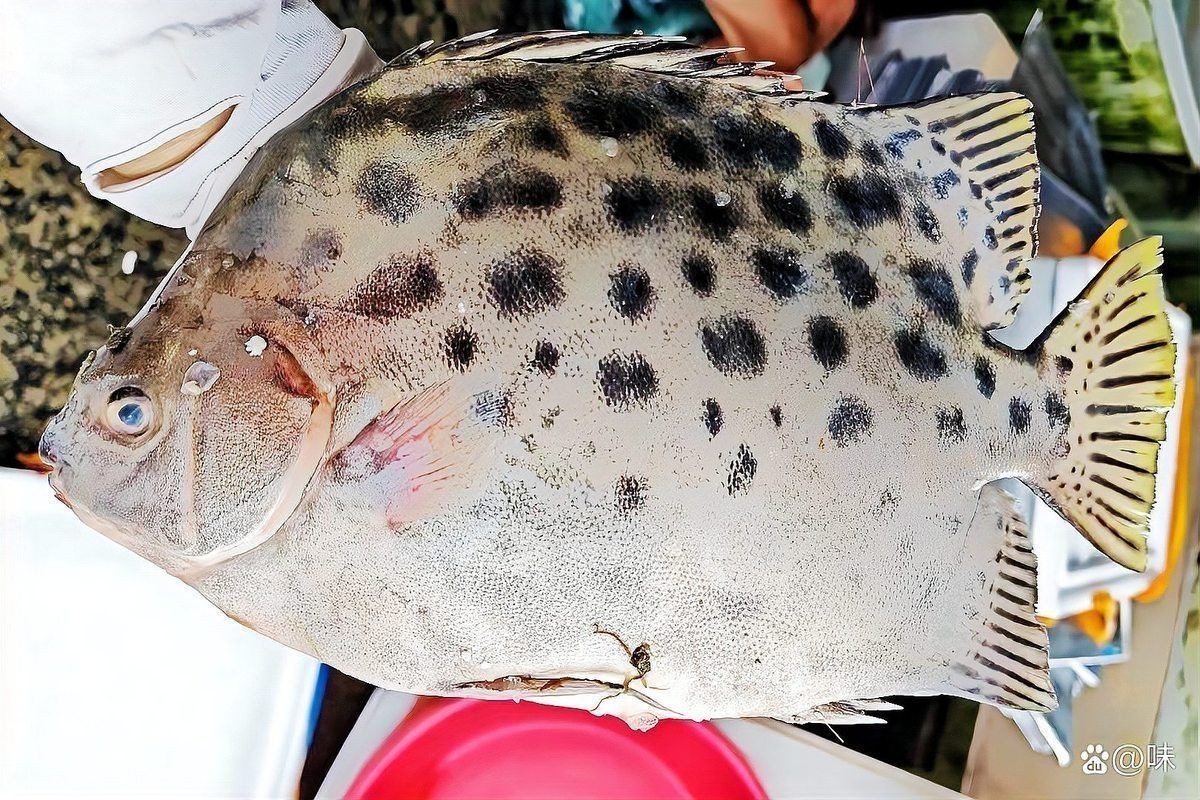 金鼓魚一斤價格多少