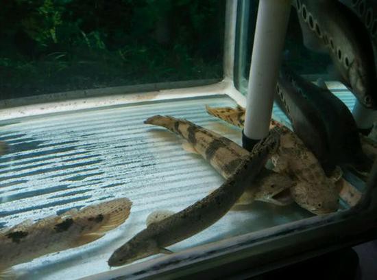 虎紋恐龍魚繁殖條件和方法圖片
