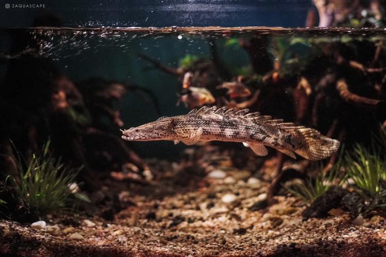 虎紋恐龍魚繁殖條件和方法圖片