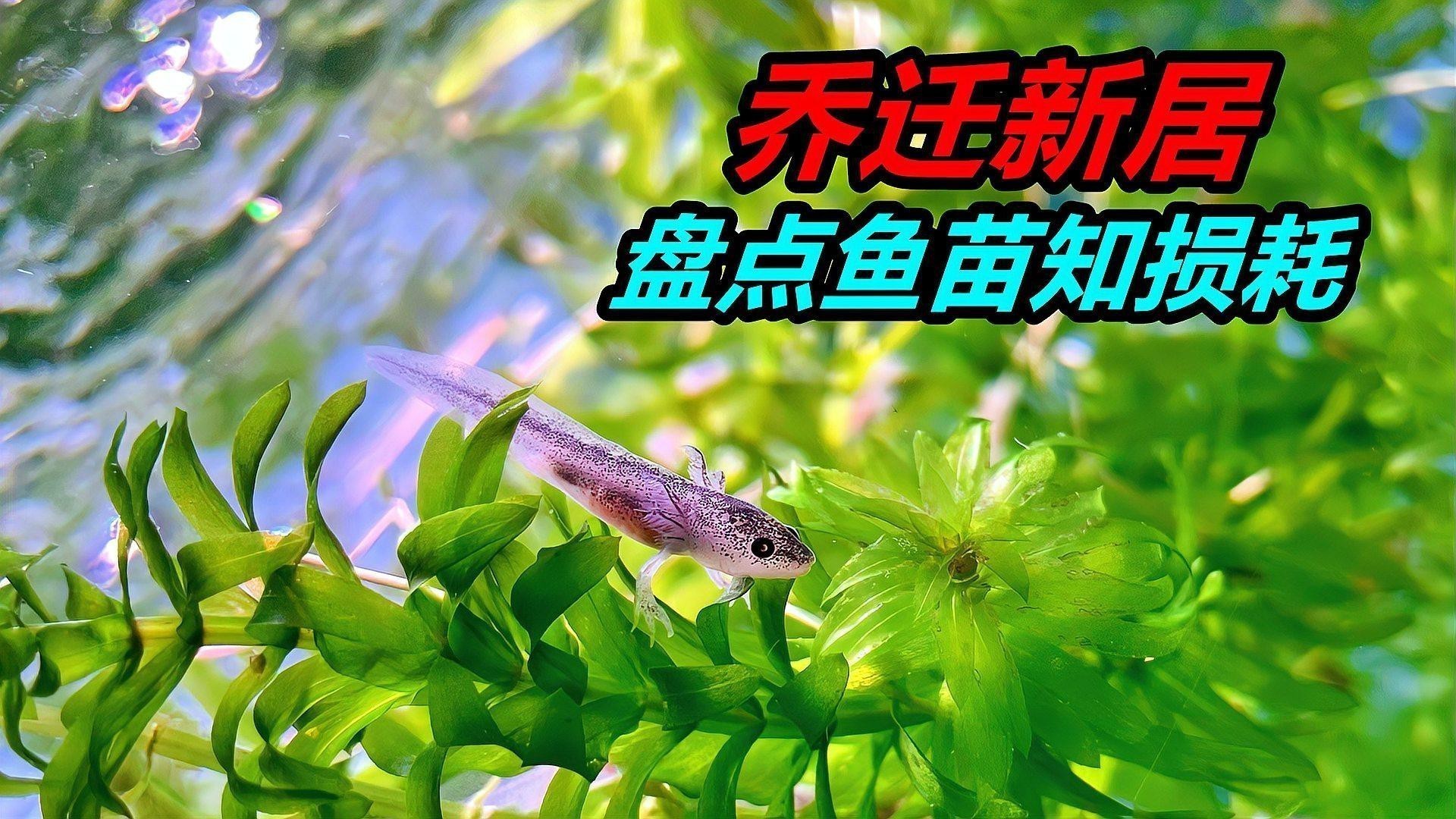 虎紋恐龍魚繁殖條件和方法圖片