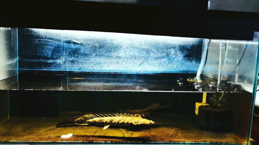 虎紋恐龍魚繁殖條件和方法圖片