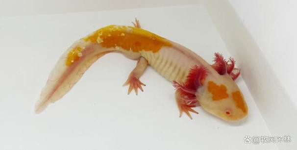 虎紋恐龍魚繁殖條件和方法圖片