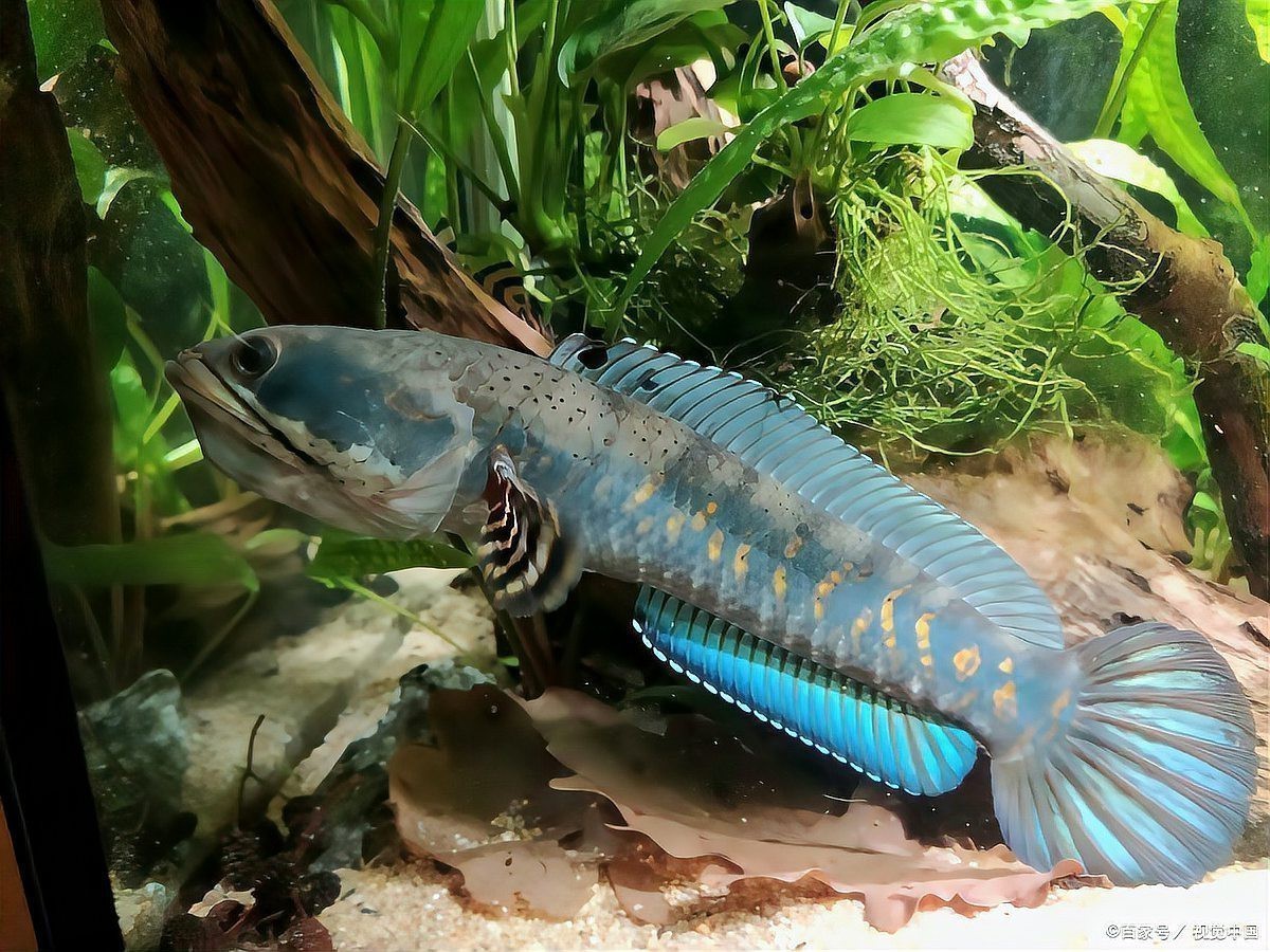 虎紋恐龍魚繁殖條件和方法圖片