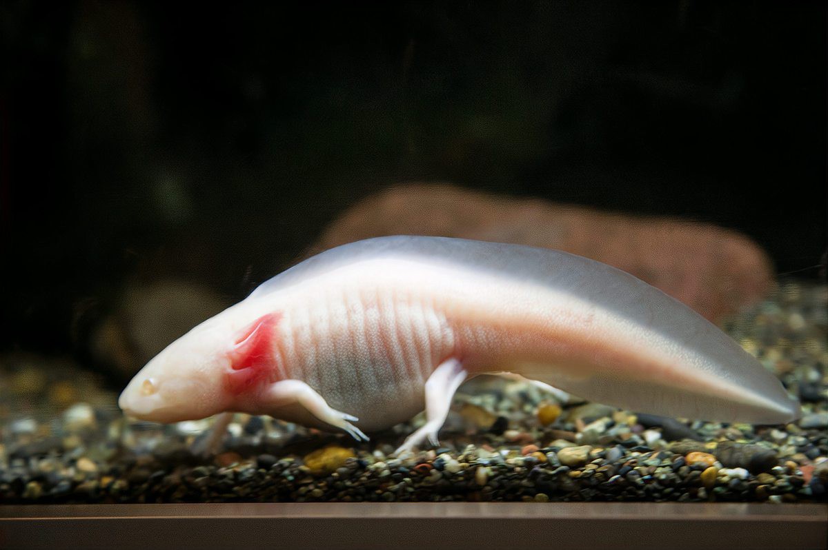 虎紋恐龍魚繁殖條件和方法圖片