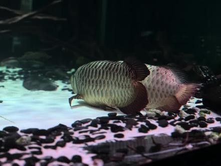 虎紋恐龍魚繁殖條件和方法圖片