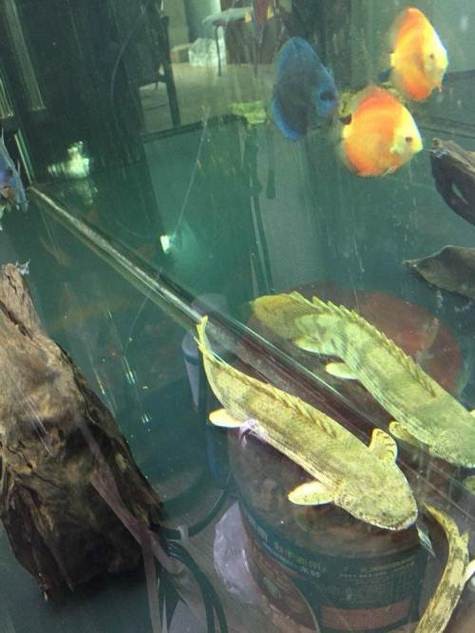 虎紋恐龍魚繁殖條件和方法圖片
