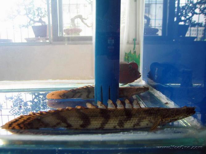 虎紋恐龍魚繁殖條件和方法圖片