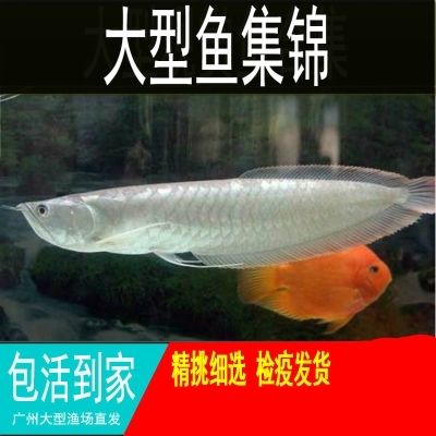 銀龍魚入缸檢疫（關于銀龍魚入缸檢疫的相關信息）