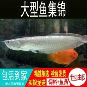 銀龍魚入缸檢疫（關于銀龍魚入缸檢疫的相關信息）
