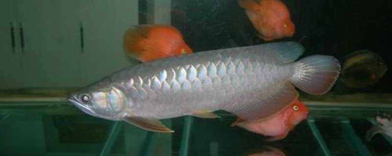 如何預防龍魚浮背的發(fā)生？