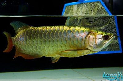 七彩金龍魚和藍底金龍魚的區(qū)別在哪：七彩金龍魚和藍底金龍魚的區(qū)別