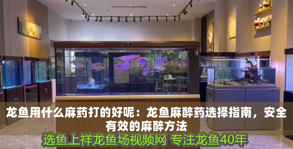 龍魚用什么麻藥打的好呢：龍魚麻醉藥選擇指南，安全有效的麻醉方法